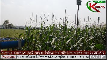 উপকুলীয় লবণাক্ত জমিতে ডিপ্লিং পদ্ধতিতে ভুট্টাচাষ সম্ভাবনার হাতছানি