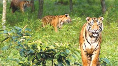 বিশ্ব ঐতিহ্য সুন্দরবনকে বিপদাপন্ন হিসেবে তালিকাভুক্তির সুপারিশ আইইউসিএন’র