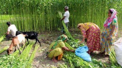 পুনঃঅর্থায়ন স্কীমের আওতায় পাটকল/পাট রপ্তানিকারকদের ৩০০ কোটি টাকা ঋণ