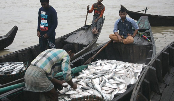 বঙ্গোপসাগরে জেলেদের জালে ধরা পড়ছে ঝাঁকে ঝাঁকে ইলিশ