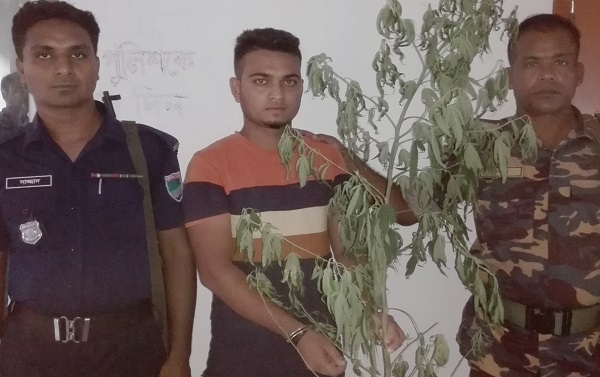 তালায় গাঁজা গাছসহ যুবক আটক