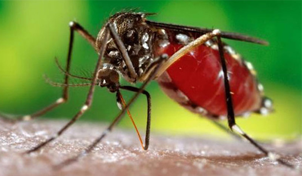 পক্ষকালের ব্যবধানে খুলনা বিভাগে ডেঙ্গু রোগী দু’হাজার ছাড়িয়েছে