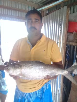 পদ্মায় ধরা পড়ল এত্ত বড় ইলিশ!