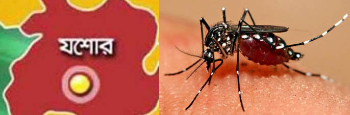 যশোরে ২১ দিনে ৫৫ জন ডেঙ্গু রোগী শনাক্ত