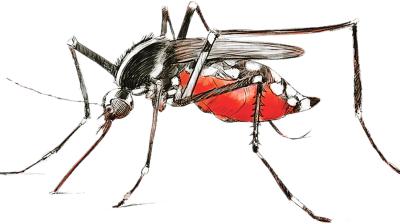 ডেঙ্গুতে মৃত্যু ৫০০ ছাড়াল