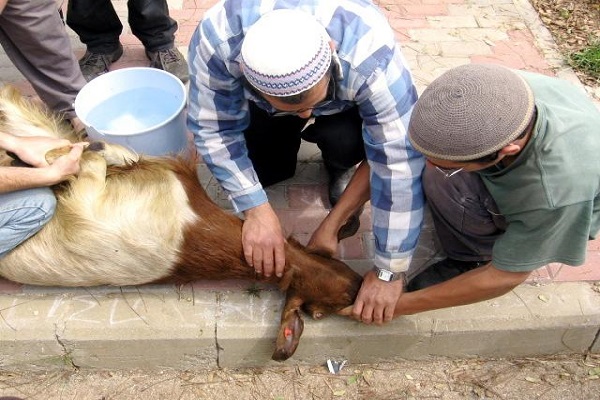 নগরীতে কোরবানির পশু জবাইয়ের জন্য কেসিসি’র ১৩৬টি স্থান নির্ধারণ