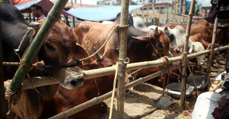 ১০০ ফিট পশুর হাটে ক্রেতার ভিড়, বিক্রি কম