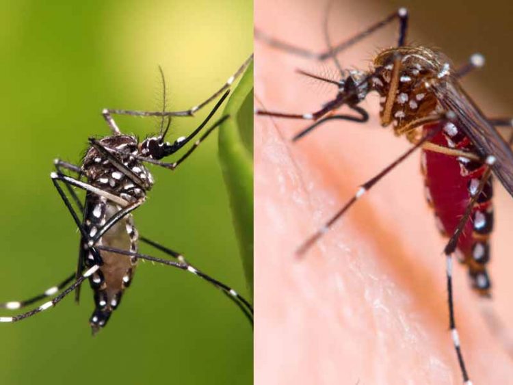 ঢাকায় নয়া উদ্ভাবন: পুরুষ এডিসকে বন্ধ্যা করে ডেঙ্গু সামাল