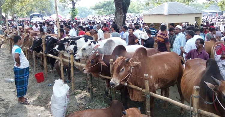 কুরবানির পশুর যত্ন নিন এখনই