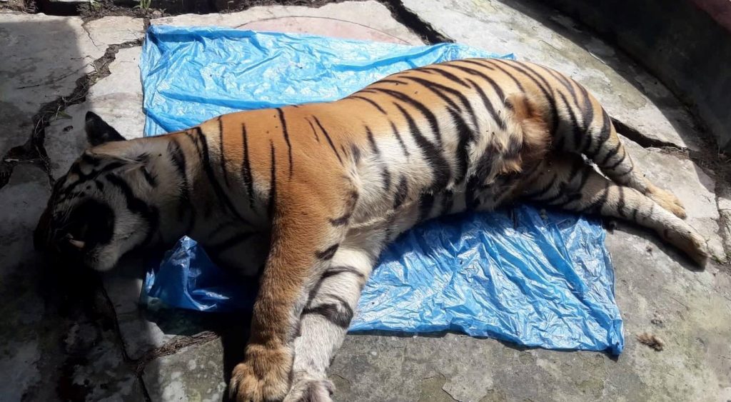 সুন্দরবনের উদ্ধার হওয়া বাঘিনিটির মৃত্যু স্বাভাবিক : বন বিভাগের তদন্ত দল