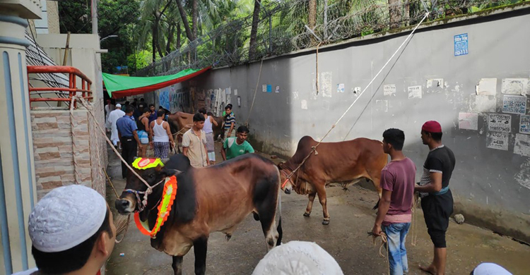ঈদের নামাজ শেষে পশু কোরবানিতে ব্যস্ত নগরবাসী