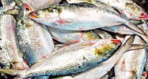 খুলনার মোকামে ইলিশের আমদানি হ্রাস