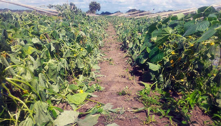 বাগেরহাটে সাক্ষীর ৬শ শসা গাছ ধ্বংস করল প্রতিপক্ষ