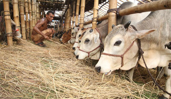 নগরীর জোড়াগেট পশুহাটে ৪ দিনে কোটি টাকার বেশি হাসিল আদায়