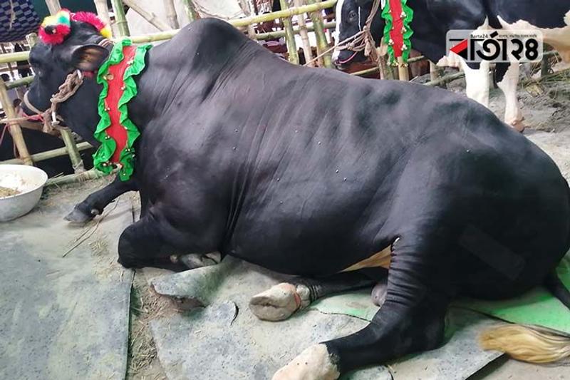 ২ টন যুবরাজের প্রিয় খাবার কলা, দাম ৪০ লাখ