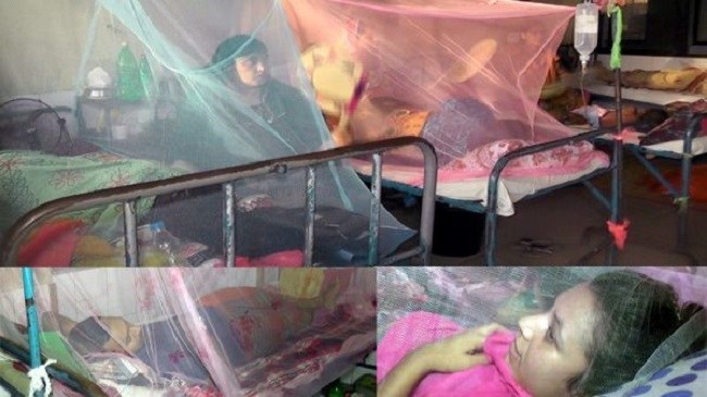 কুষ্টিয়ায় ডেঙ্গু আক্রান্তের সংখ্যা ৩৫০ ছাড়াল