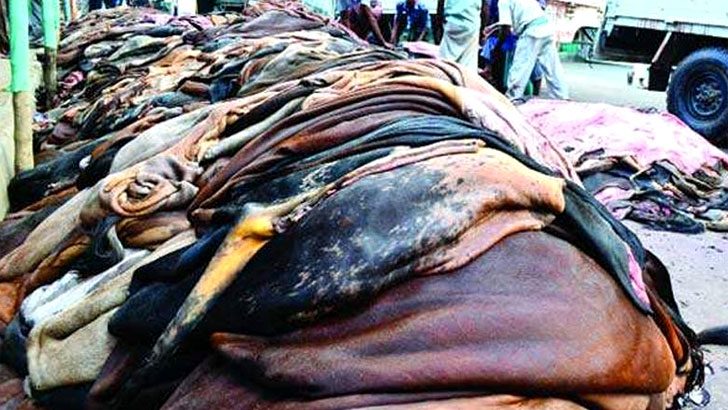 কাঁচা চামড়া রফতানির অনুমতি দিচ্ছে সরকার