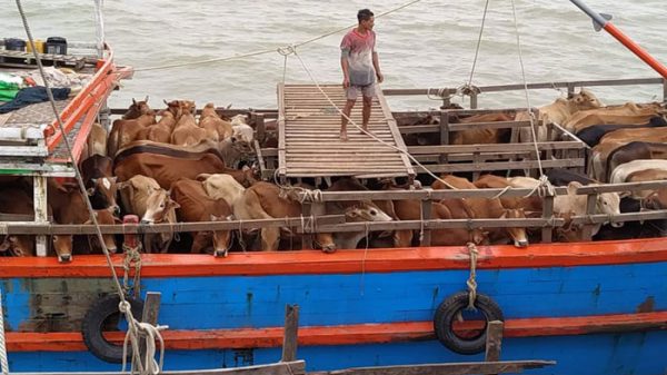 মিয়ানমার থেকে গবাদি পশু আমদানি নিষিদ্ধ ঘোষণা