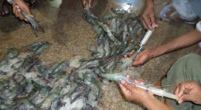 কয়রায় বাগদা চিংড়িতে পুশ করার অপরাধে ১০ হাজার টাকা অর্থদন্ড