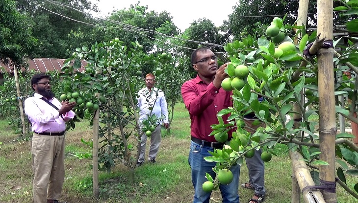 ধানের দাম না থাকায় বৃদ্ধি পাচ্ছে মাল্টা চাষ
