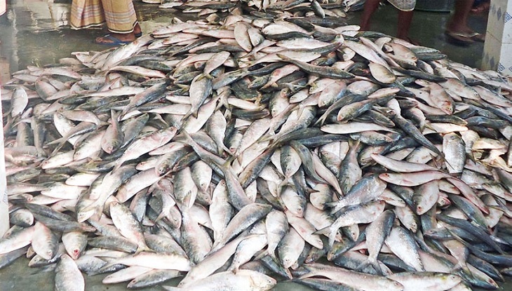 শনিবার ইলিশের প্রথম চালান যাচ্ছে কলকাতায়