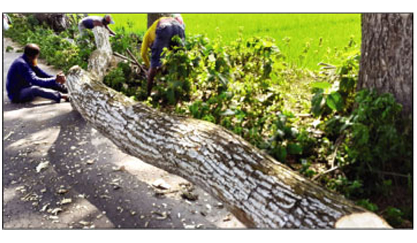 মণিরামপুরে টেন্ডার ছাড়াই চলছে  সরকারি গাছ কাটার মহোৎসব