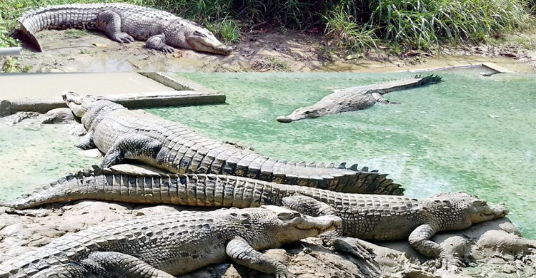 নিয়ম না মেনে কুমির পালনে জেল-জরিমানা, বিধিমালা জারি