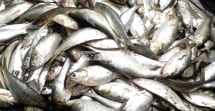 ভৈরবে ৭৫ কেজি ইলিশ জব্দ, তিনজনকে জরিমানা