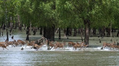 সুন্দরবনে প্রবেশে বন বিভাগের নিষেধাজ্ঞা