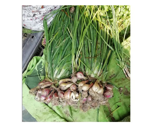 বাজারে এবার ‘জাটকা’ পিয়াজ!