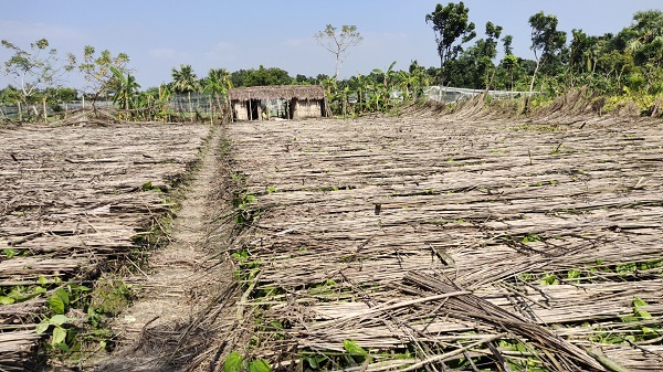 ঘূর্ণিঝড় বুলবুলের আঘাতে তালায় পান চাষীর মাথায় হাত