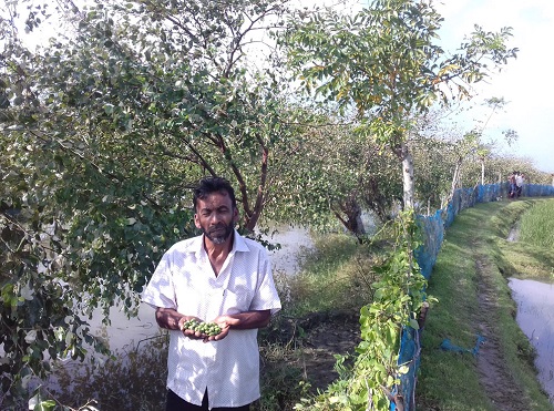 বাগেরহাটে ঘূর্ণিঝড় বুলবুলে সর্বস্ব  হারিয়ে কুল চাষিরা দিশেহারা