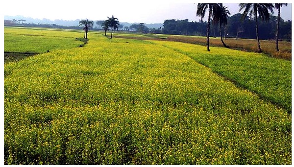 সরিষা ফুলে ছেয়ে গেছে সাতক্ষীরার কলারোয়ায় দিগন্ত জুড়ে বিস্তীর্ণ মাঠ