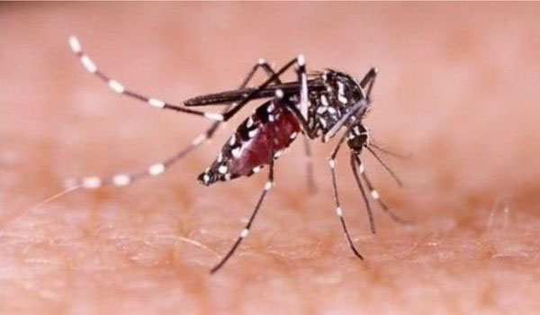 খুলনায় ডেঙ্গু আতঙ্ক এখনও কাটেনি : এডিস এলবোপিকটাস মশা ছড়িয়ে পড়েছে গ্রামাঞ্চলে