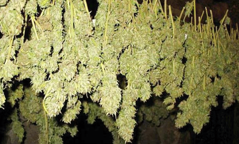 গাঁজাখুরি চাকরি! বেতন ২৫ লাখ