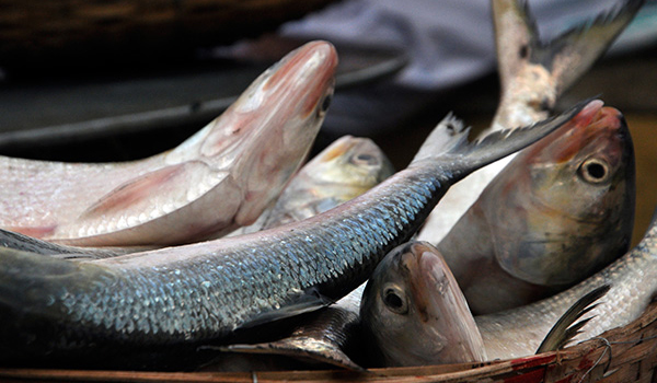 খুলনার বাজারে ৮৫ শতাংশ ইলিশের পেটে ডিম