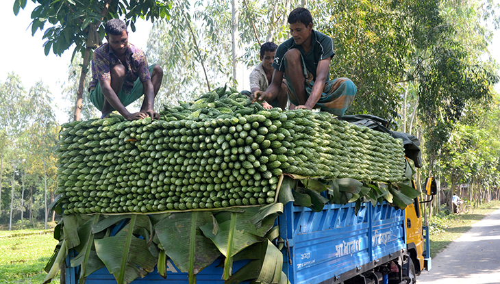 স্থানীয় চাহিদা মিটিয়ে ঠাকুরগাঁওয়ের সবজি যাচ্ছে বিদেশেও
