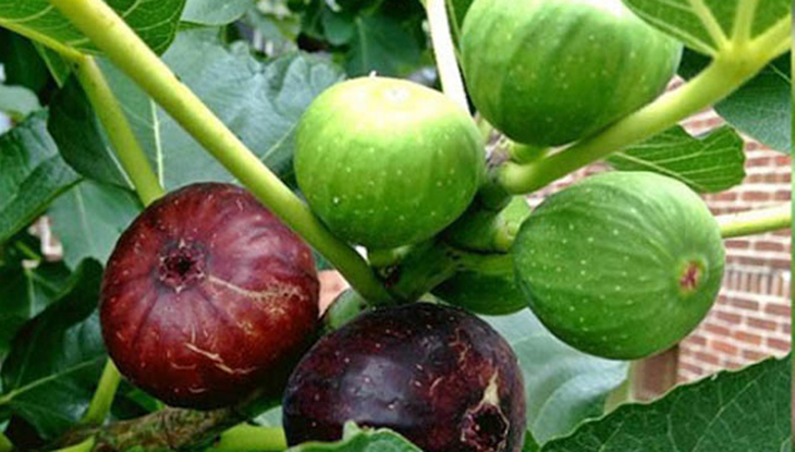 খুলনায় কুরআনে বর্ণিত ‘ত্বীন’ গাছ, ধরেছে ফল