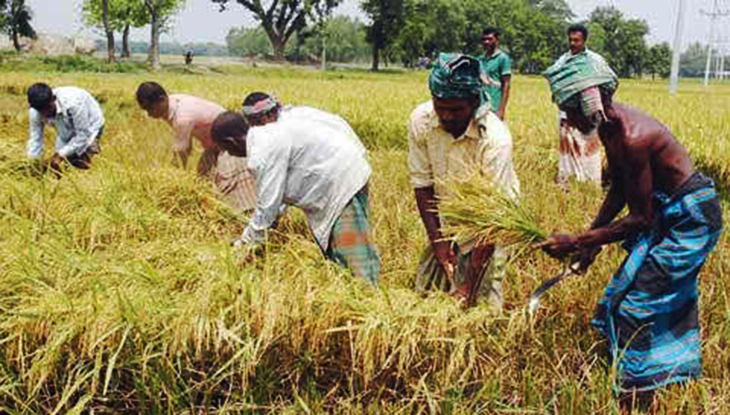 আমনের বাম্পার ফলনে কৃষকের চোখে সোনালি স্বপ্ন