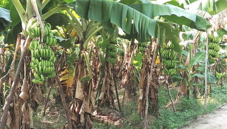 চট্টগ্রামের মেহেরসাগর কলা চাষে সফল আলম