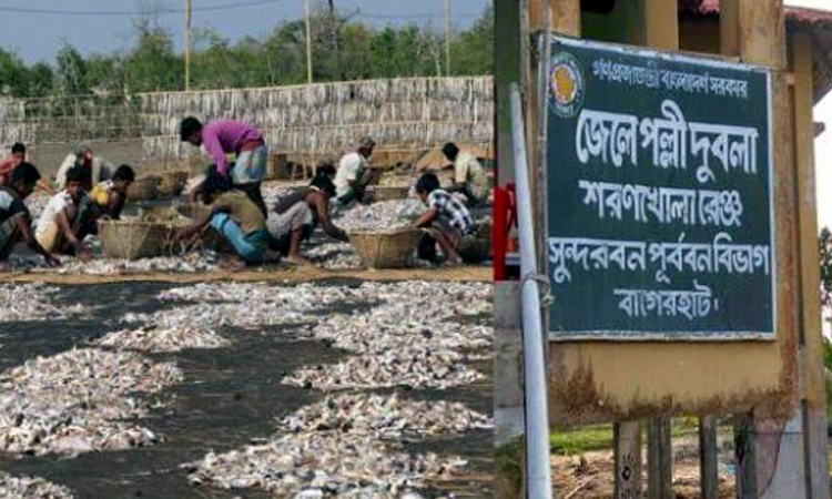 দুবলারচরের শুঁটকি পল্লীর ১৫ হাজার জেলেকে ফিরিয়ে আনার কাজ চলছে