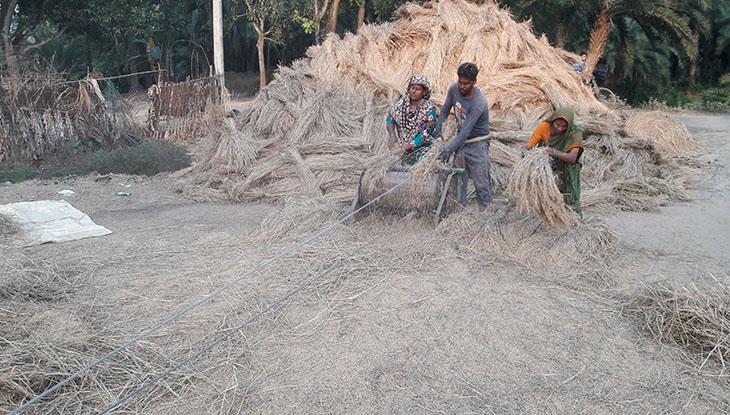 ঝিনাইদহে আমন ধানে উঠছে না উৎপাদন খরচ