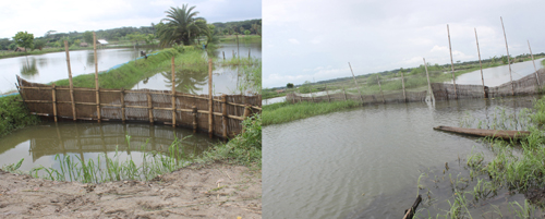 তালায় অপরিকল্পিত মৎস্য ঘেরেই নষ্ট করছে সরকারী রাস্তা