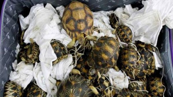 তালায় ৩৪ পিস কচ্ছপসহ দুই ব্যবসায়ী আটক