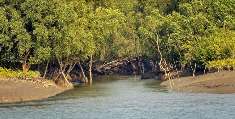 সুন্দরবনে অবৈধভাবে পারশে মাছের পোনা ধরতে চুক্তি