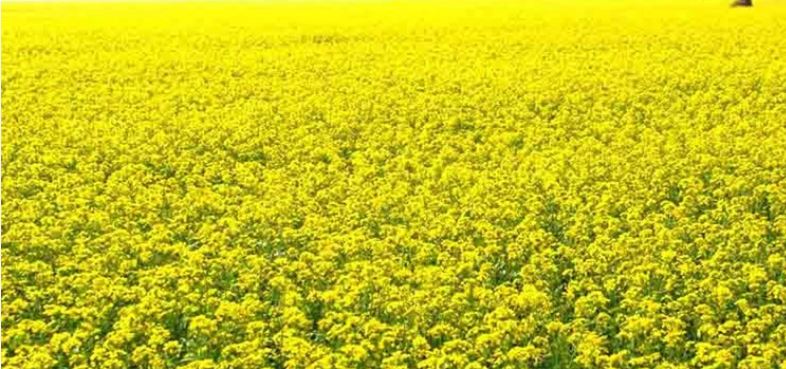সরিষা ফুলে ছেয়ে গেছে ফসলের মাঠ