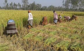 ন্যায্য মূল্য না পেয়ে কৃষকের হাসি ম্লান, উৎপাদন খরচও উঠছে না!