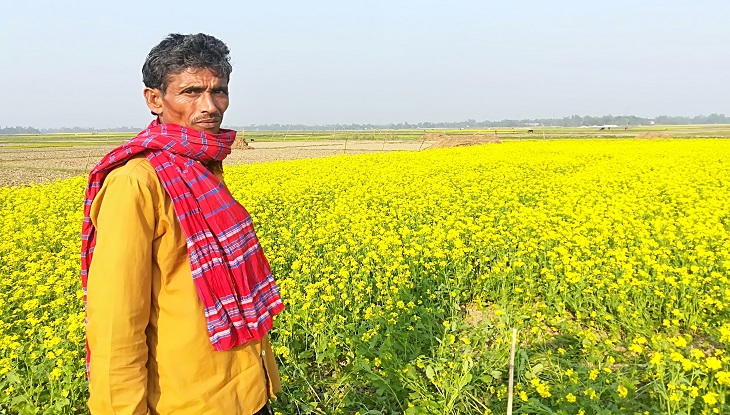 রায়পুরায় সরিষার বাম্পার ফলন