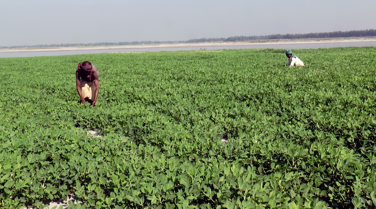 যমুনা নদীর বুকে জেগে উঠেছে বিস্তীর্ণ  ধু ধু বালুচরে যেন লুকানো গুপ্তধন