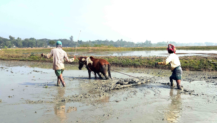 গরুর পরিবর্তে ঘোড়া দিয়ে হালচাষ
